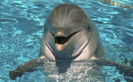 Delfinii, inrolati in razboiul impotriva terorismului