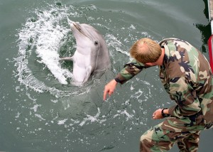 Armata ucraineana a scapat in Marea Neagra trei „delfinii-ucigasi”