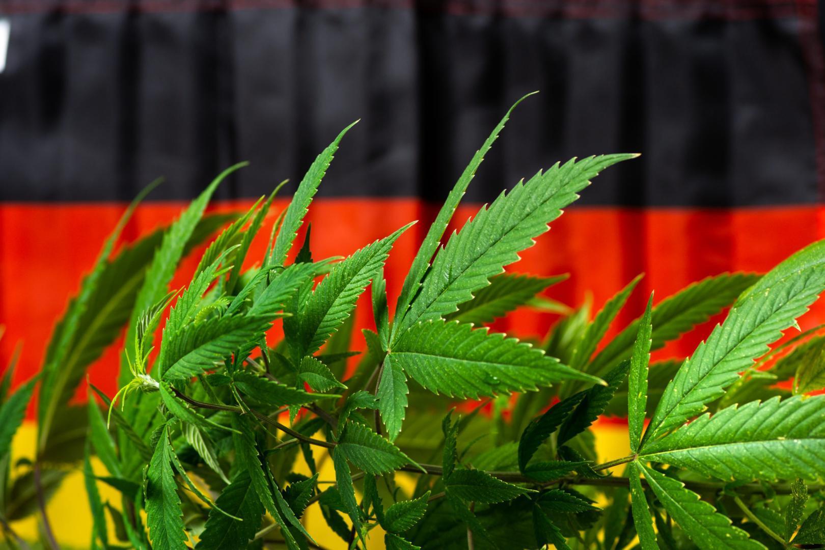 Guvernul de la Berlin a aprobat decriminalizarea canabisului şi a substanţei active tetrahidrocanabinol (THC),
